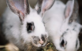 what to feed pregnant rabbits