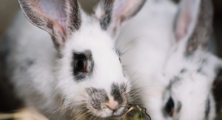 what to feed pregnant rabbits