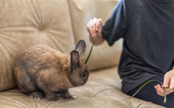 training rabbits