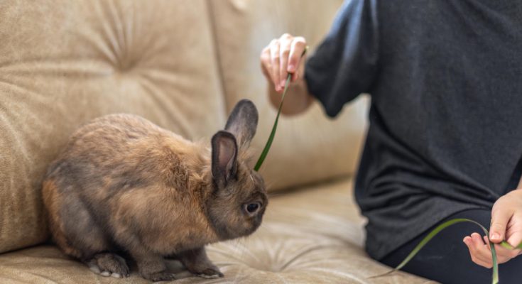 training rabbits