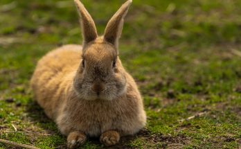 Lionhead rabbit lifespan