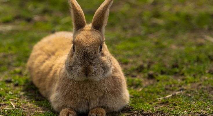 Lionhead rabbit lifespan