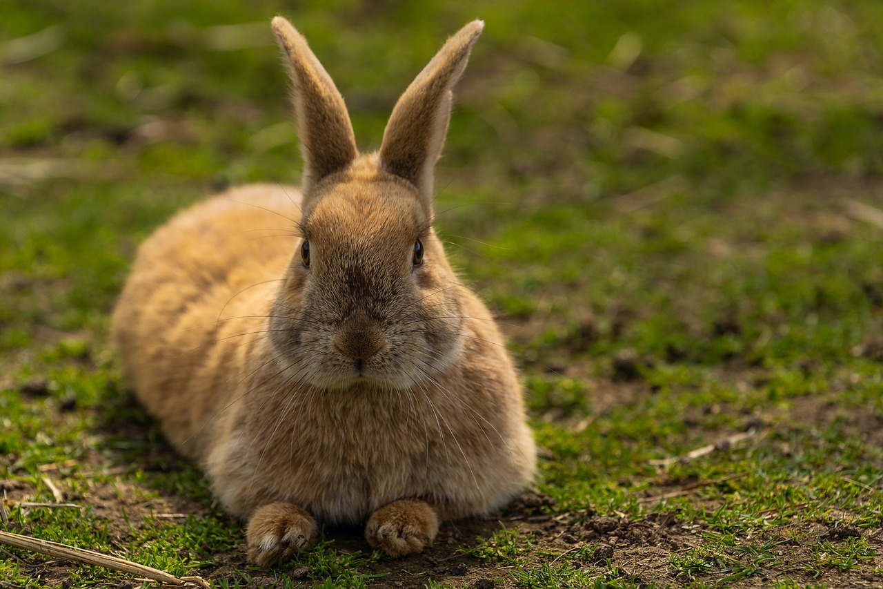 Training rabbits 