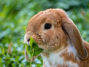 Baby rabbit nutrition and dieting