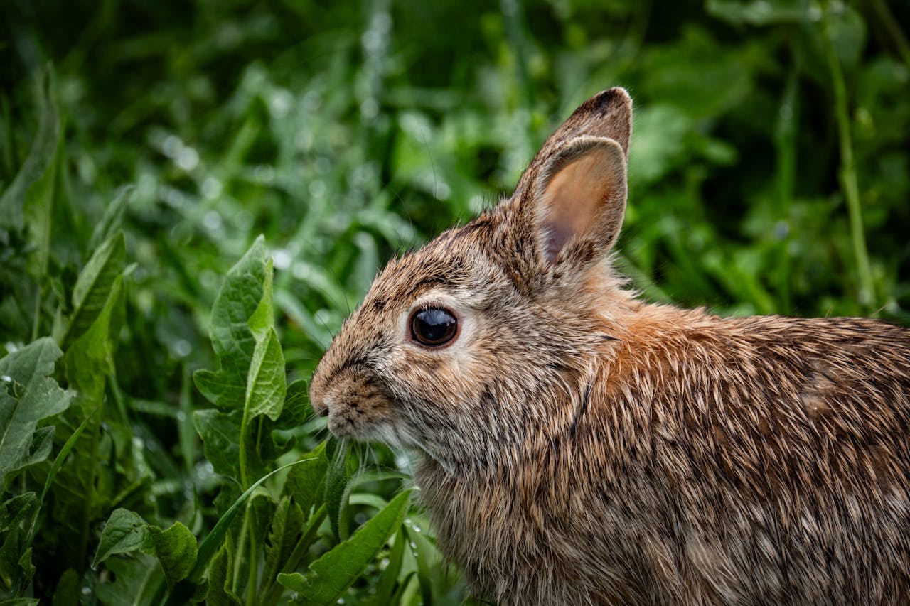 Taking care of newborn rabbits