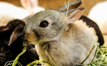 Baby rabbits