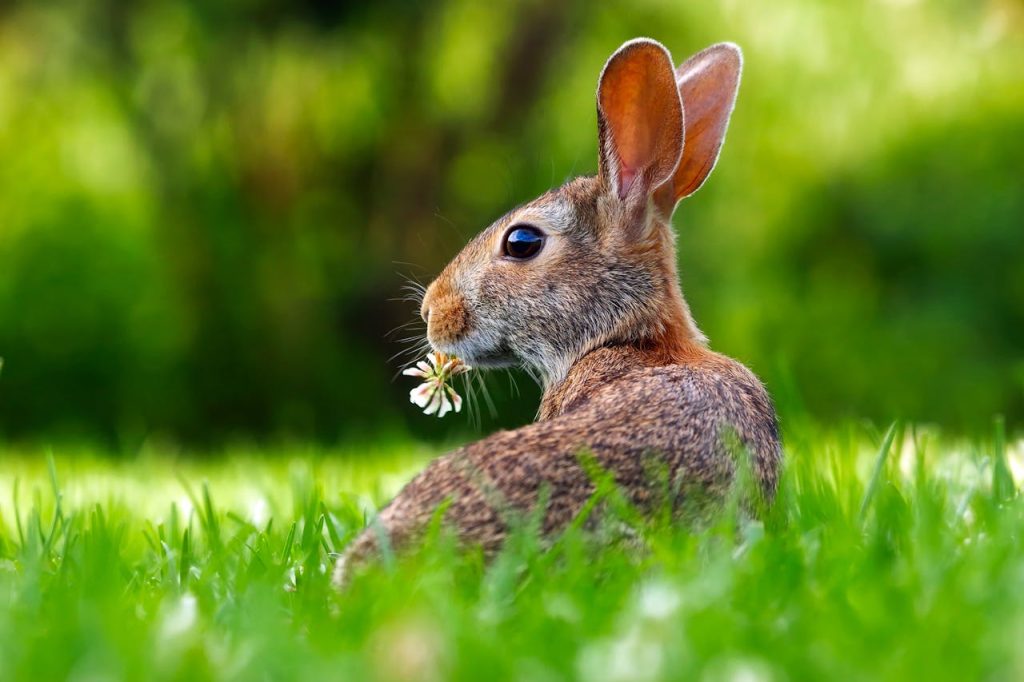 Top 7 Rabbit Foods That Will Keep Your Bunny Hopping with Joy whole rabbits recipe