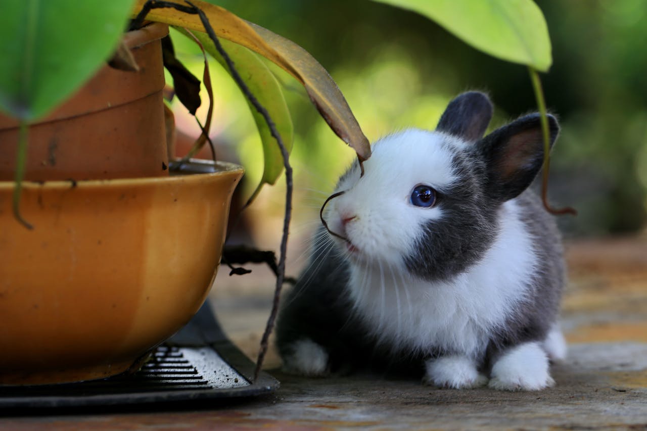 Handling Baby Rabbits