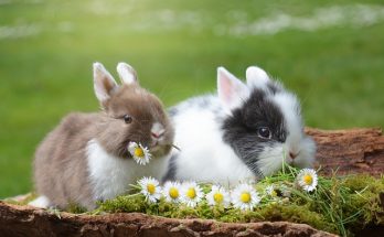 baby rabbit nutrition and feed