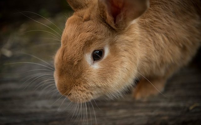 Pregnant rabbit labor signs