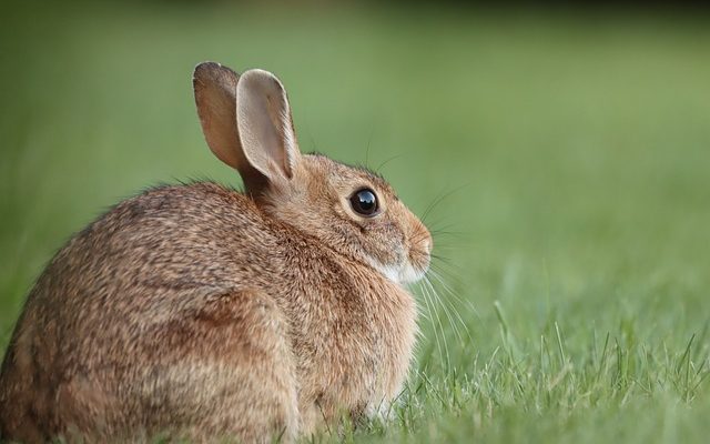 Dwarf rabbit breeds