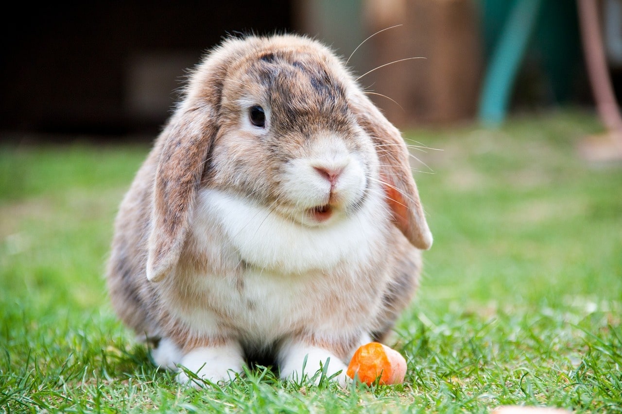 Lionhead rabbit lifespan