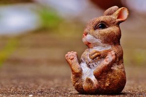 Netherlands dwarf rabbit breeds