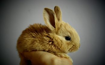 Newborn rabbits