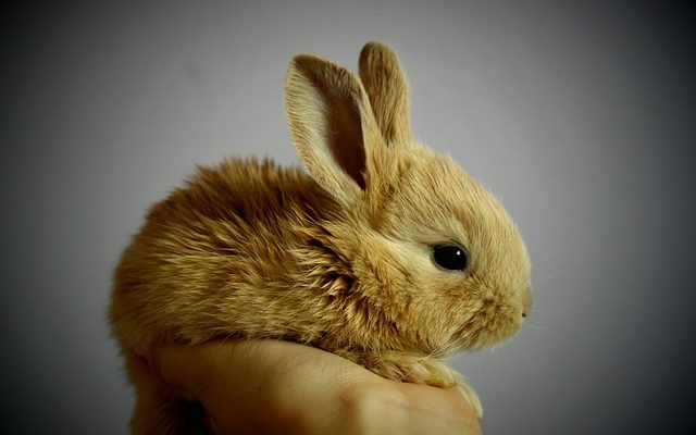 Newborn rabbits