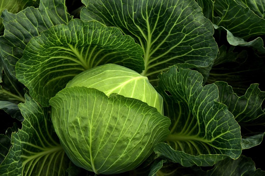 Can Rabbits Eat Cabbage Every Day? Pros and Cons of This Leafy Treat cabbage, cultivation, vegetables, healthy, cabbage field, green, food, agriculture, leaves, nature, fresh, cabbage, cabbage, cabbage, cabbage, cabbage