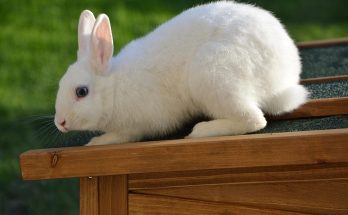How rabbits sleep