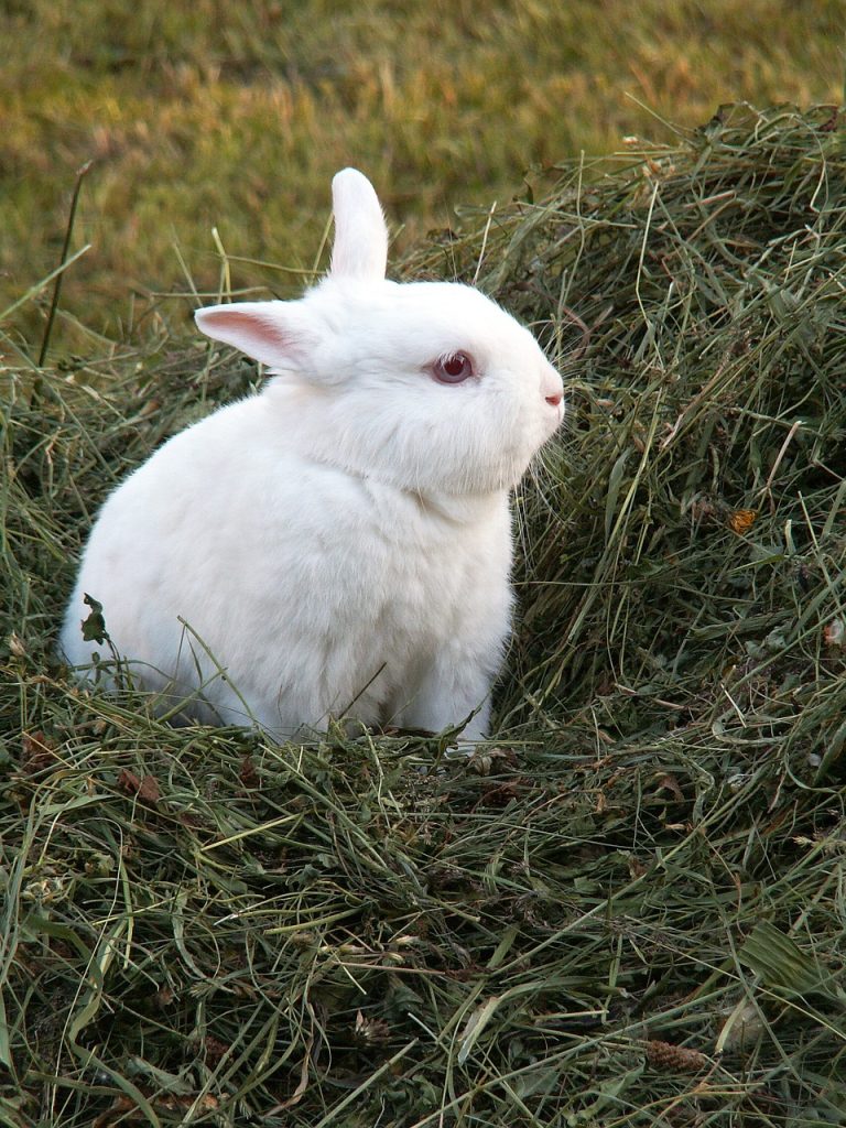 The Complete Guide to Rabbit Treats and Their Impact on Your Bunny’s Health