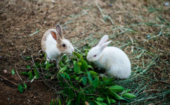 Some best rabbit foods you can get