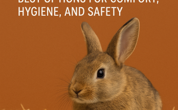 Image of a rabbit with a write up of bedding for rabbits cage