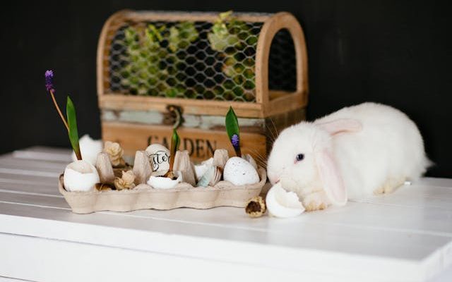 Rabbit litter box