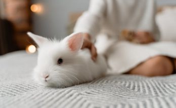 Simple Ways to Clean a Rabbit: