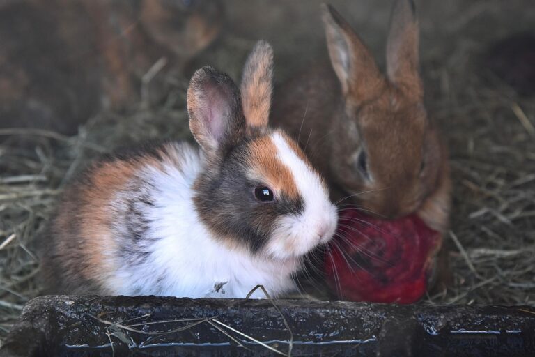 Rabbit, Rodent, Domestic rabbit image
