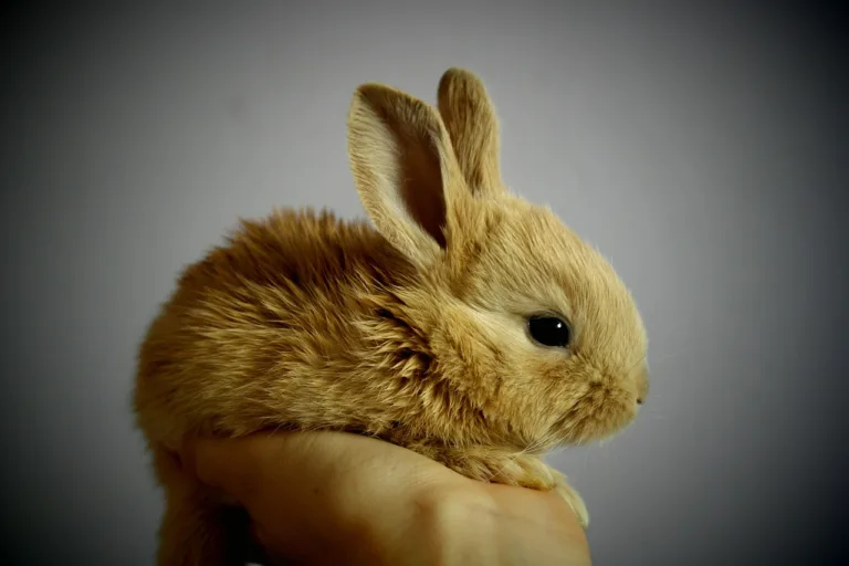 Rabbit, Bunny, Pet image. Free for use.