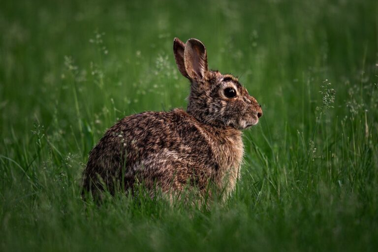 A Complete, Easy-to-Understand Guide to Feeding Your Rabbit Properly Eastern cottontail, Wild rabbit, Brown rabbit image.