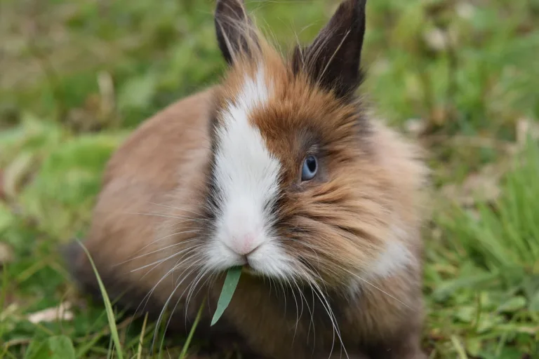 Is a Rabbit the Right Pet for You? Six Important Truths Every New Owner Should Know Rabbit, Dwarf rabbit, Rabbit nalo imag