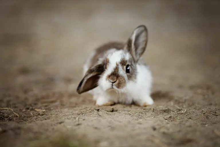 Rabbits, Ear, Rabbit image