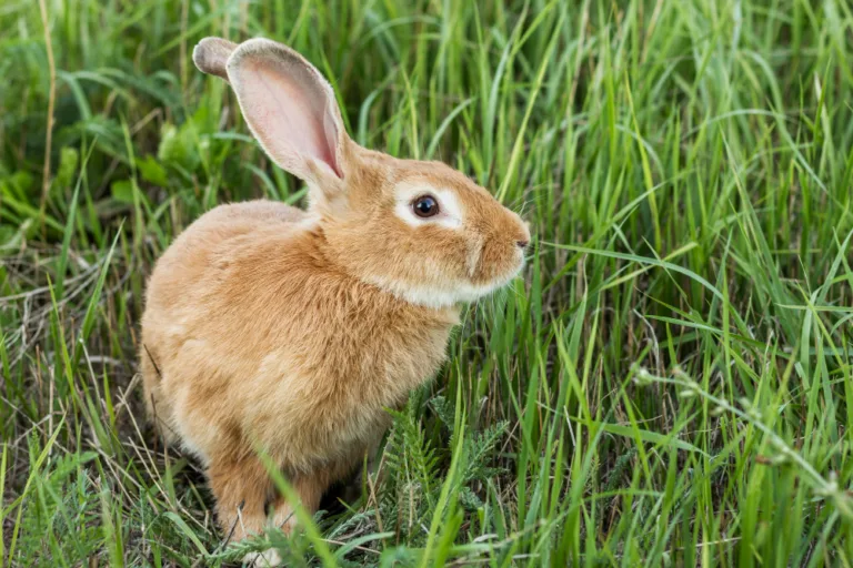 Rabbit Care Basics: Essential Tips Every First-Time Bunny Owner Should Know Rabbit care basics