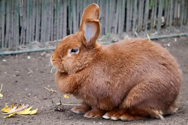 How to Keep Rabbits Cool in Summer: 7 Essential Heatwave Tips how-to-keep-rabbits-cool-in-summer.jpg.