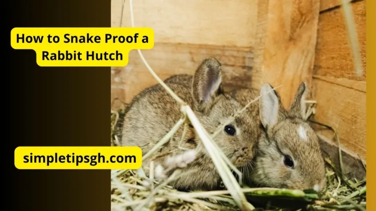 How to Snake Proof a Rabbit Hutch: Protecting Outdoor Rabbits from Reptiles & Snakes